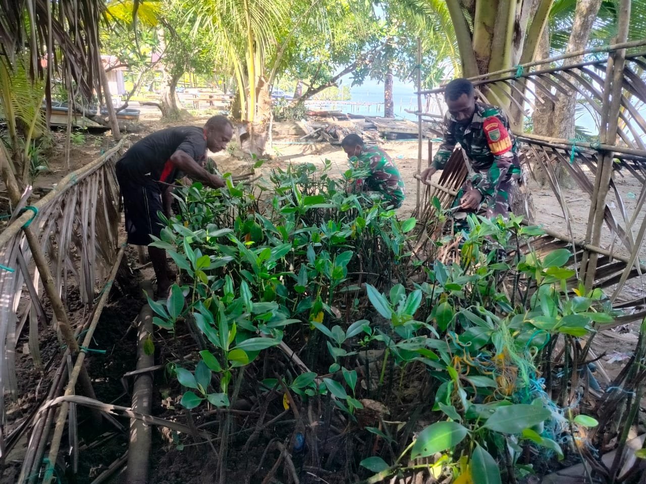 TMMD ke-125 Kodim 1705/Nabire Laksanakan Perawatan Bibit Mangrove Jelang Penanaman di Distrik Makimi
